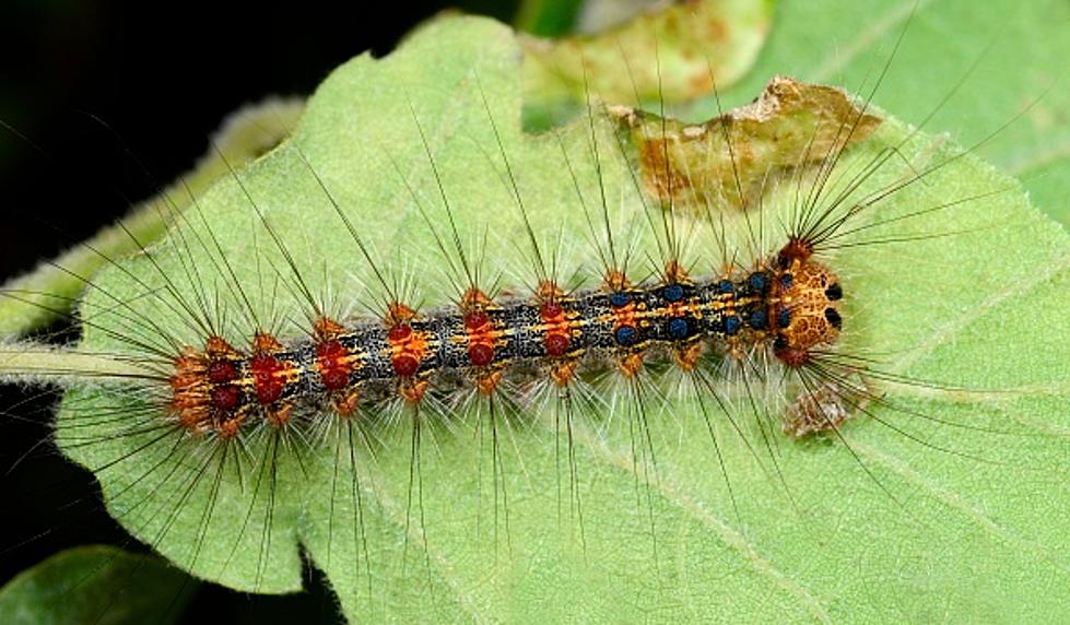 Gypsy-Moth-Caterpillar